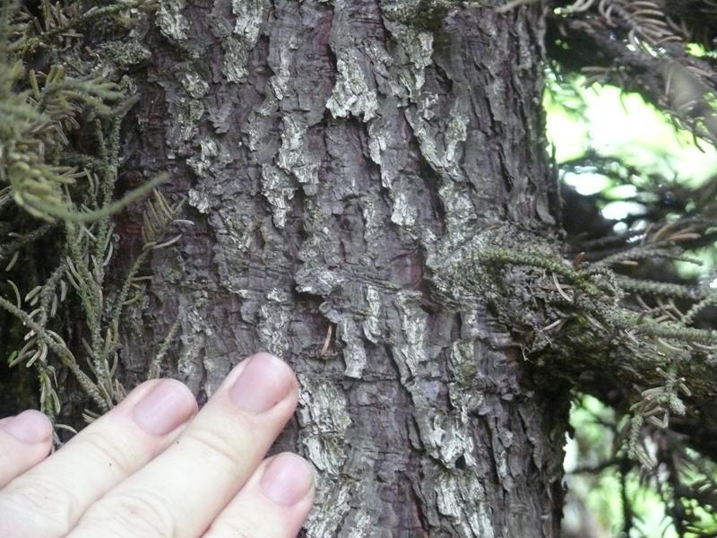 Image of Picea glehnii specimen.