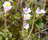 Pinguicula spathulata