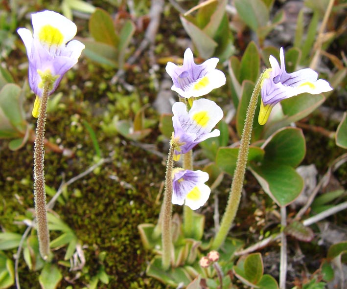 Изображение особи Pinguicula spathulata.