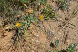 Glaucium flavum. Цветущее и плодоносящее растение. Крым, Севастополь, Нахимовский р-н, окр. с. Орловка. 20 июня 2012 г.