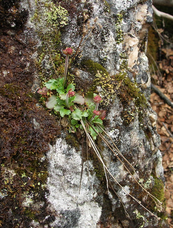 Image of Micranthes nivalis specimen.