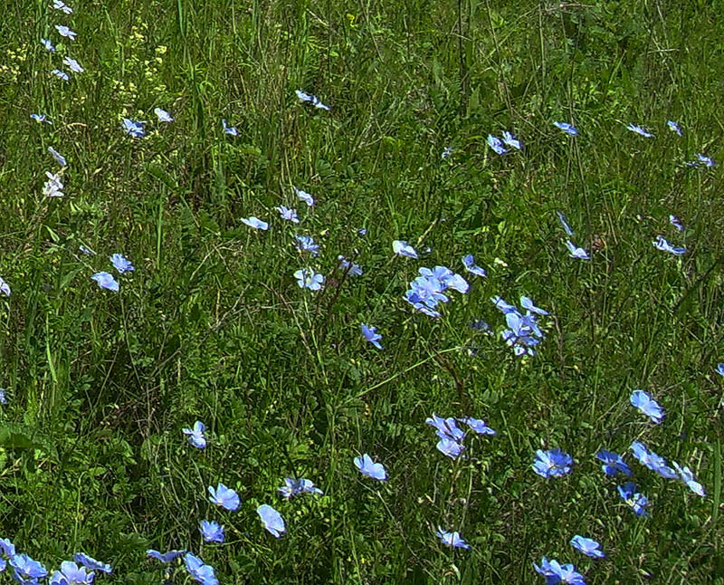 Image of Linum perenne specimen.