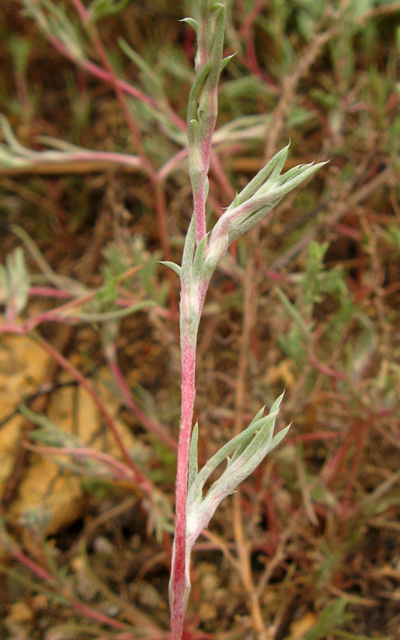 Image of Petrosimonia triandra specimen.