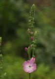 genus Sidalcea