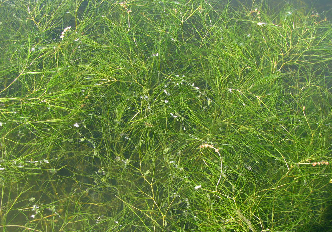 Image of Potamogeton pectinatus specimen.