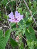 Geranium tuberosum. Верхушка цветущего растения. Север Краснодарского края, Кущёвский заказник. 21.04.2009.