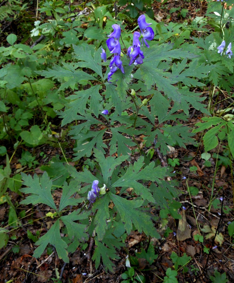 Изображение особи Aconitum taigicola.