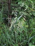 Calamagrostis langsdorffii