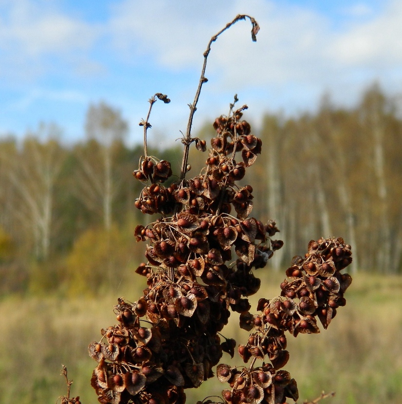 Изображение особи род Rumex.