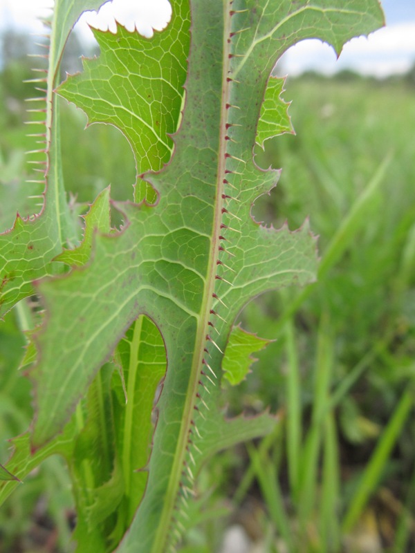 Изображение особи Lactuca serriola.