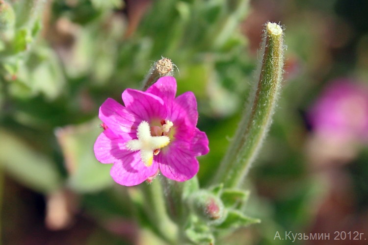 Image of Epilobium villosum specimen.