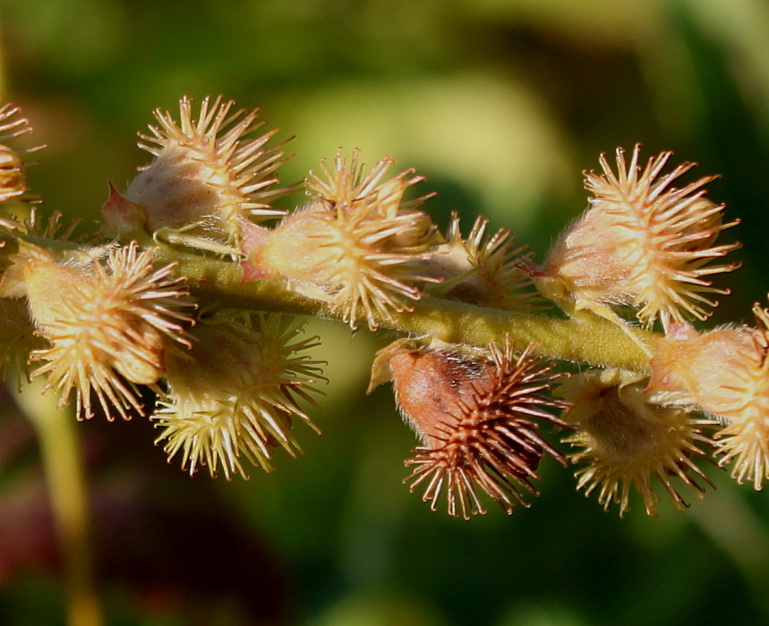 Image of Agrimonia eupatoria specimen.