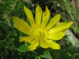 Adonis vernalis