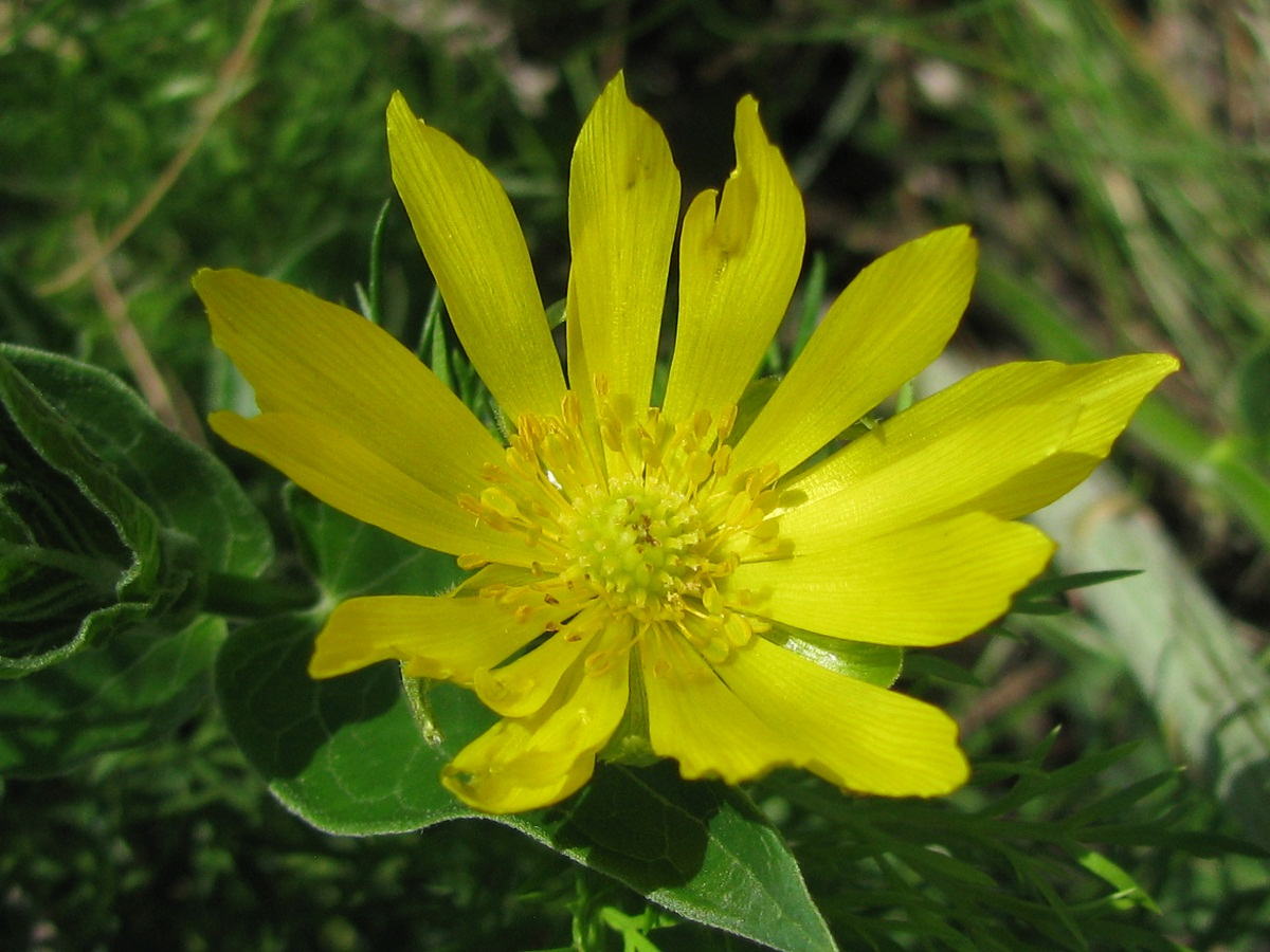 Image of Adonis vernalis specimen.