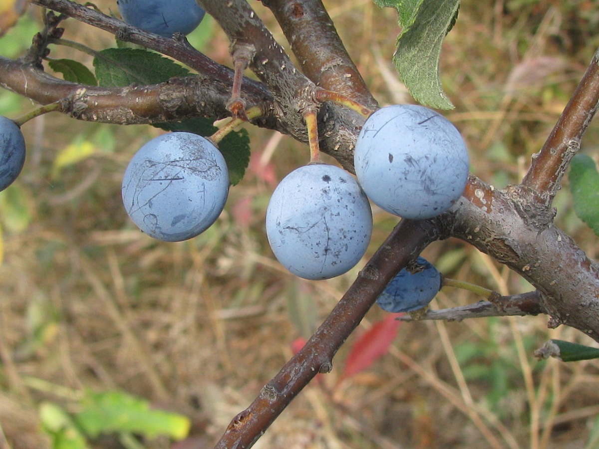 Image of Prunus stepposa specimen.