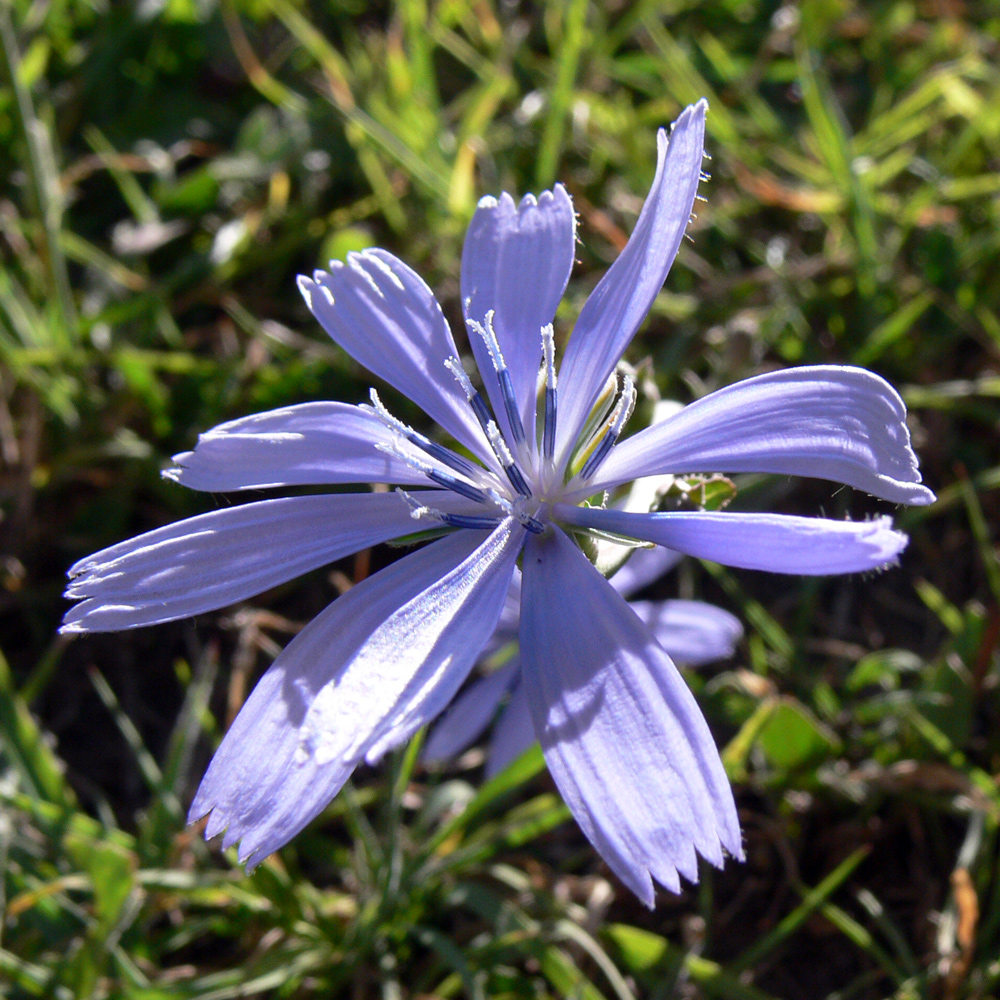 Image of genus Cichorium specimen.