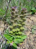 Ajuga orientalis. Отцветающее растение. Север Краснодарского края, склон у р. Ея между станицами Кущевская и Кисляковская (Бугелы). 17.05.2009.