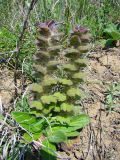 Ajuga orientalis