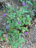 Psoralea bituminosa ssp. pontica