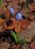 Scilla bifolia. Зацветающее растение. Крым, Карадагский заповедник, Карадагская балка. 24 февраля 2013 г.