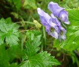 Aconitum sczukinii