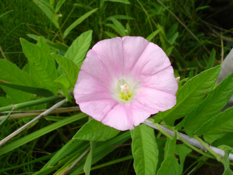 Image of Calystegia dahurica specimen.
