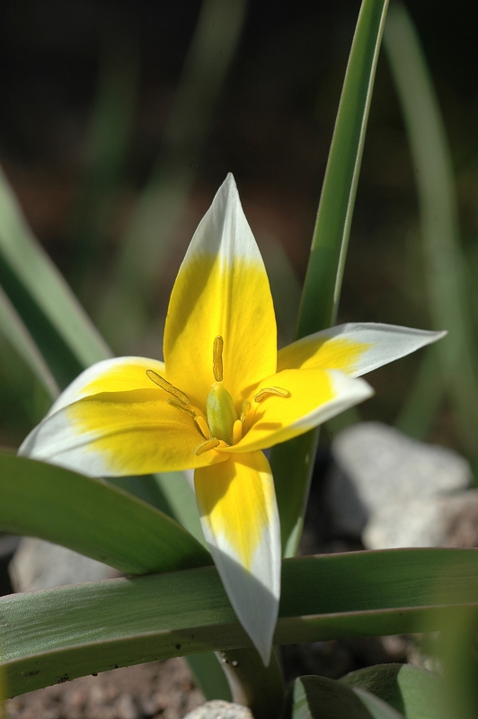 Изображение особи Tulipa turkestanica.