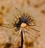 Senecio glaucus ssp. coronopifolius