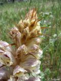 Orobanche callieri