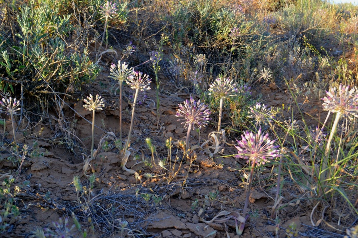 Изображение особи Allium caspium.