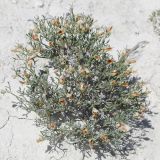 Zygophyllum turcomanicum. Цветущее растение. Западный Казахстан, плато Аккерегешин 45 км NO п. Кульсары. 02.05.2013.