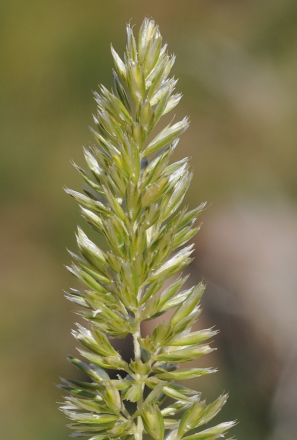 Image of Koeleria macrantha specimen.