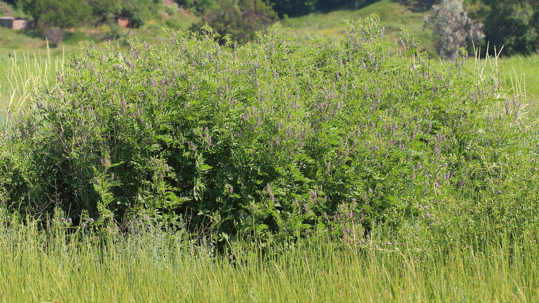 Изображение особи Glycyrrhiza glabra.