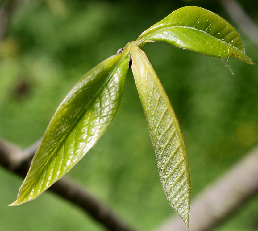 Изображение особи Asimina triloba.