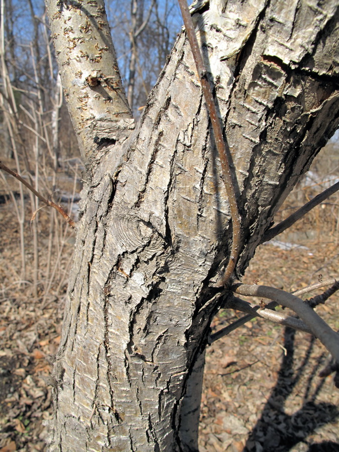 Изображение особи Crataegus sanguinea.