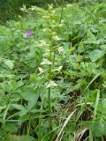 Platanthera chlorantha. Цветущее растение. Крым, Ялта, ущелье Уч-кош. 06.06.2009.