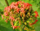 Lychnis chalcedonica