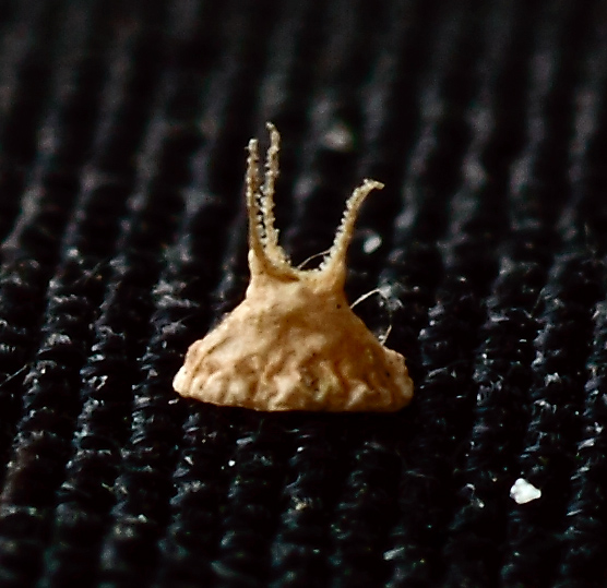 Image of Amaranthus retroflexus specimen.
