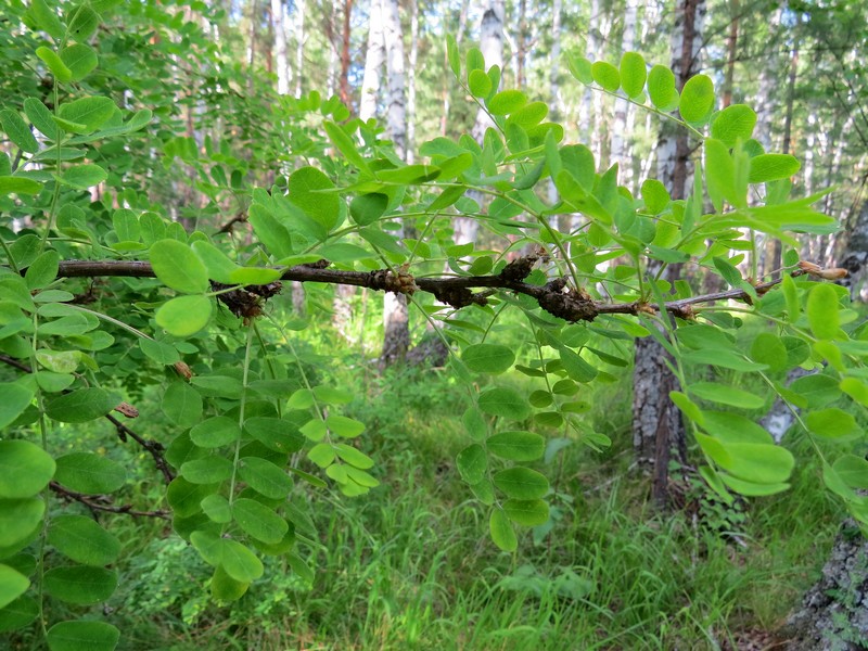 Image of Caragana arborescens specimen.