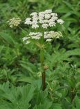 Heracleum lanatum