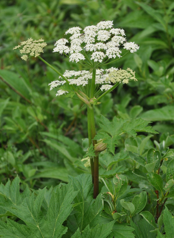 Изображение особи Heracleum lanatum.