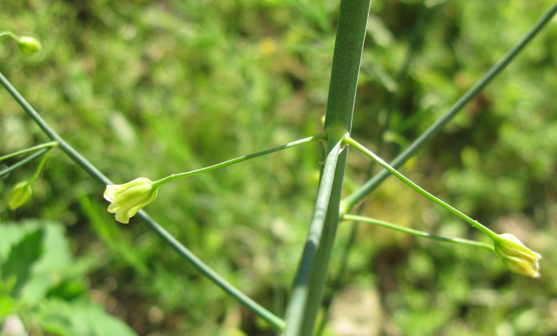 Изображение особи Asparagus officinalis.