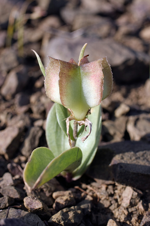 Изображение особи Rhinopetalum stenantherum.