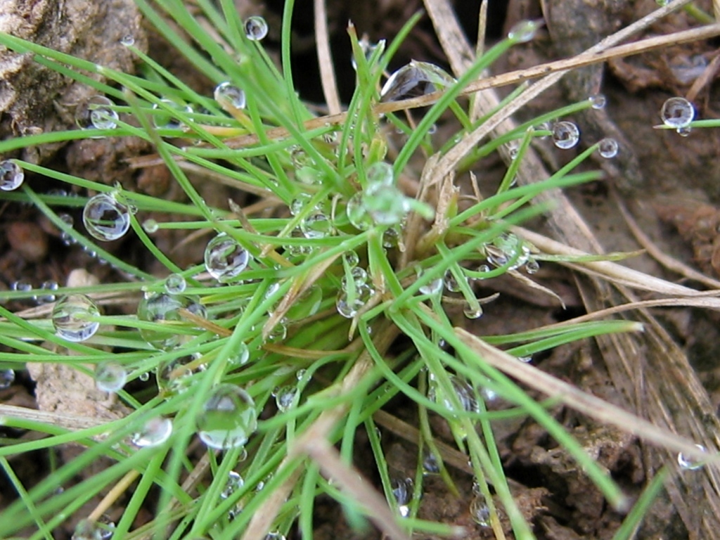 Изображение особи Agrostis canina.