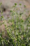 Acanthophyllum borsczowii. Верхушка побега с бутонами. Южный Казахстан, восточная граница пустыни Кызылкум. 07.05.2013.