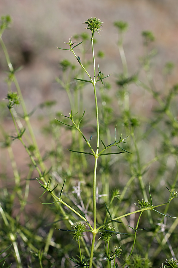 Изображение особи Acanthophyllum borsczowii.