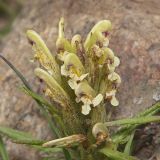Pedicularis pubiflora. Верхушка цветущего растения. Южный Казахстан, Заилийский Алатау, пер. Талгар, 3180 м н.у.м. 06.07.2013.