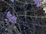 Acanthophyllum borsczowii. Стебель с соцветием. Узбекистан, Бухарская обл., бугристые пески южнее озера Денгизкуль. 03.06.2009.