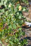 Lathyrus japonicus ssp. pubescens