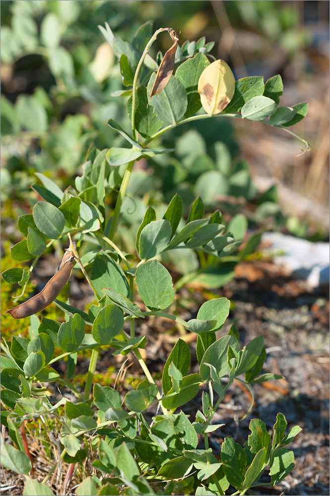 Image of Lathyrus japonicus ssp. pubescens specimen.